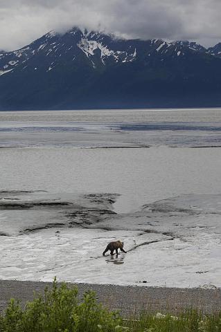 121 Turnagain Arm, Bruine Beer.jpg